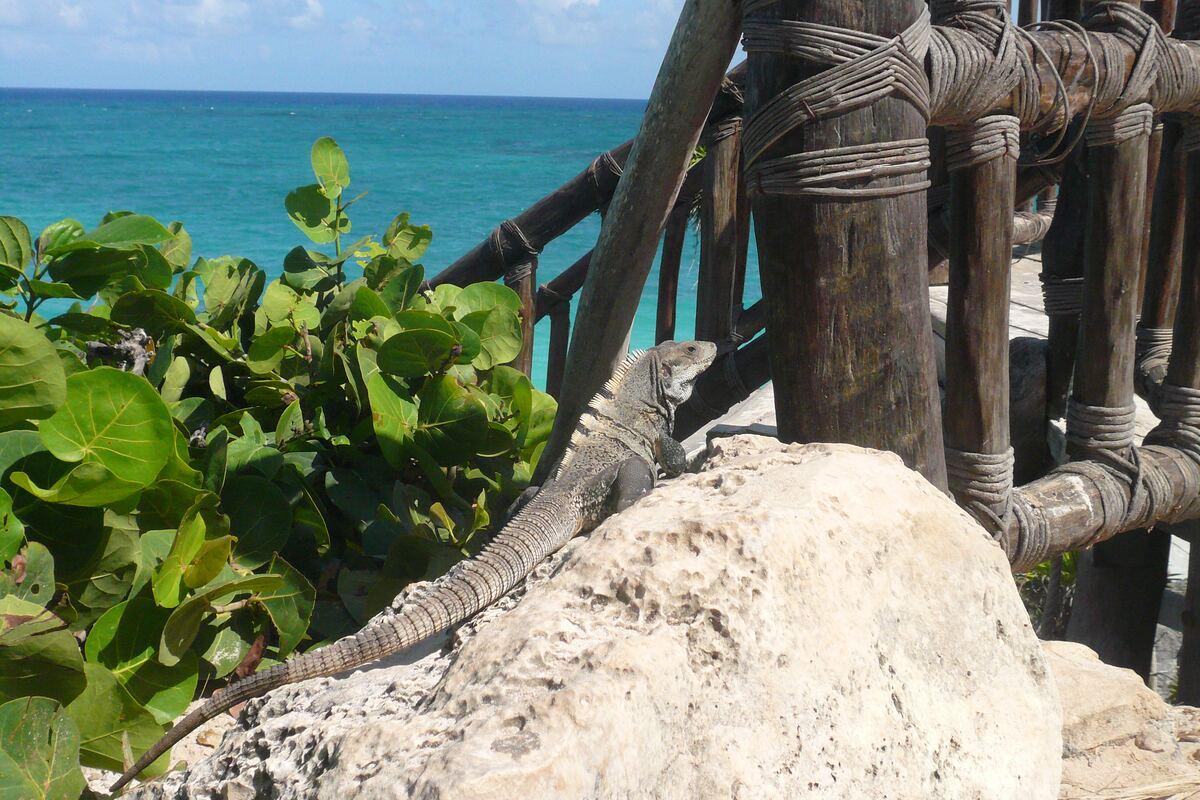 Iguana tomando el sol sobre una roca frente al mar turquesa del Caribe